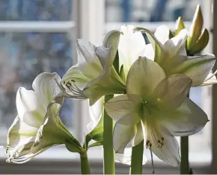  ?? Merethe Svarstad Eeg / Getty Images ?? The flowers are elegant white, red, pink or pale yellow.