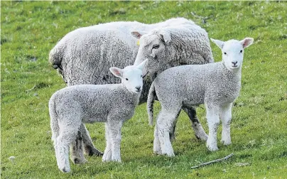  ?? PHOTOS: LINDA ROBERTSON ?? No longer on the lam . . . A lamb that was chased on to the Southern Motorway, narrowly escaped death then returned home two days later, is nuzzled by its mother, together with its slightly fatter sibling.