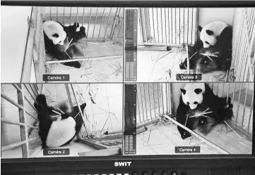  ??  ?? Huan Huan on a surveillan­ce screen at Beauval zoo in Saint-Aignan-sur-Cher. — AFP photo