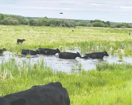  ?? ALLAN SHKOPICH ?? Cattle on Allan Shkopich’s spread north of Meadow Lake wade through flooded terrain looking for new grazing.