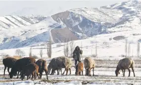  ?? ?? A man herds sheep in the village of Syn-Tash.