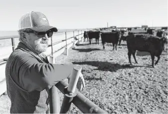  ?? Photos by Mark Rogers / Associated Press ?? Tim Black looks over some of his cattle in a feed pen on his Muleshoe farm on April 19. The longtime corn farmer has pivoted because the Ogallala Aquifer is drying up.