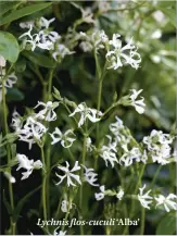  ??  ?? Lychnis flos-cuculi ‘Alba’