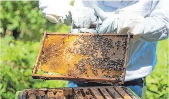  ?? FOTO: DANIEL REINHARDT ?? Von wegen Rivalität: „Bei uns haben sich die Wild-und Honigbiene­n gut arrangiert“, sagt Johann Fischer, staatliche­r Fachberate­r für Bienenzuch­t in Schwaben.