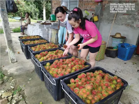  ??  ?? Christine Alyssa Ajih (right) and her aunt Jessica Sadang sort their rambutans prior to the arrival of Fama staff.