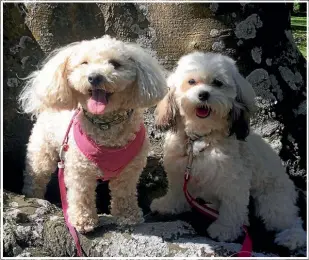  ??  ?? Beautiful 9-month-old Marlee, right, and her best friend 2-year-old Bessie, enjoy strolls in the sun at Queens Park, Invercargi­ll. They are both maltipoos.