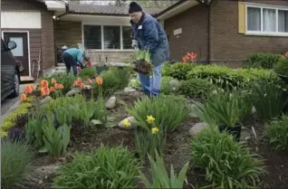  ?? JOHN RENNISON, THE HAMILTON SPECTATOR ?? Bill McPherson and other members of the Mount Hamilton Horticultu­ral Society dig up plants at Jason’s House (a home for patients with cerebral palsy), to be sold at the society’s plant sale May 20. They are coming back later to redo the garden.