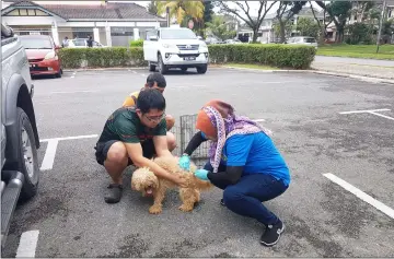  ??  ?? An DVS personnel vaccinates a dog brought by its owner to Taman Sahabat.