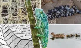  ?? Photograph: Alamy ?? Designs in nature that have inspired invention (clockwise from top left): plant roots filtering water; mussels sticking to a rock; a duck’s swimming formation; antibacter­ial dragonfly’s wings; and colour-changing chameleons.