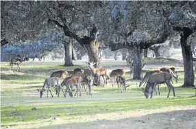  ??  ?? La berrea, en otoño, atrae a numerosos visitantes al parque natural de Cardeña-Montoro.