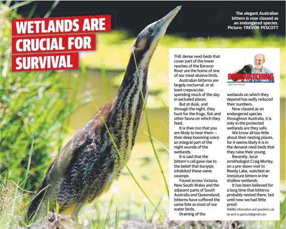  ?? Picture: TREVOR PESCOTT ?? The elegant Australian bittern is now classed as an endangered species.