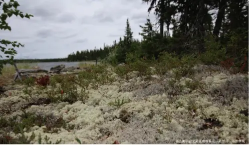  ??  ?? 岛上美丽的北美驯鹿苔­藓是一处值得一看的景­观