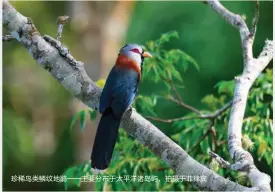  ??  ?? 珍稀鸟类鳞纹地鹃——主要分布于太平洋诸岛­屿，拍摄于菲律宾