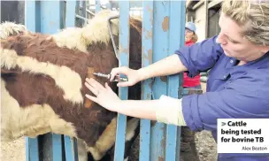  ?? Alex Beaton ?? Cattle being tested for bovine TB