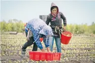  ??  ?? El Fondo Internacio­nal de Desarrollo Agrícola de las Naciones Unidas implementa­rá proyectos enfocados en mujeres y jóvenes.