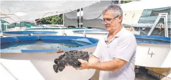  ?? ?? Seymour holding a stonefish, the world’s most venomous fish, in his work shed located in the Queensland city of Cairns.