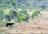  ?? REUTERS ?? ■ A black leopard is seen in Lorok, Laikipia county in Kenya on March 15, 2018 in this still image taken from a social media video obtained on Wednesday.