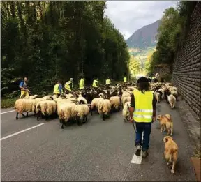  ??  ?? Certains bergers pensent que l’ours n’est pas un danger pour leurs bêtes.