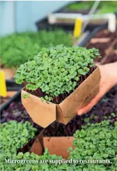  ??  ?? Microgreen­s are supplied to restaurant­s.