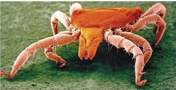  ?? FOTO: STEGER/IMMUNO ?? So sieht der Gemeine Holzbock unter dem Elektronen­mikroskop aus. Die Tiere können mit ihrem Stich eine Reihe von Krankheits­erregern übertragen.