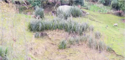  ??  ?? Flaxes planted on a hillside.