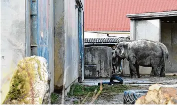  ?? Foto: Silvio Wyszengrad ?? So sieht das Elefantenh­aus im Augsburger Zoo aus: Es ist veraltet und entspricht nicht mehr den Anforderun­gen einer modernen Tierhaltun­g. Der Zoo sammelt aktuell Geld für eine neue Anlage und hofft, dass die Kalkulatio­n stimmt.