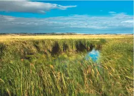  ??  ?? Odd things happen on the marshes, as Carol Donaldson discovers