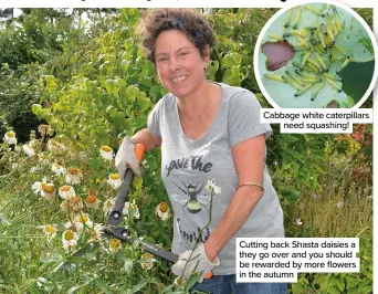  ??  ?? Cabbage white caterpilla­rs need squashing!
Cutting back Shasta daisies a they go over and you should be rewarded by more flowers in the autumn