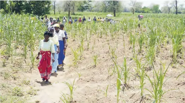  ??  ?? Farmers move in single file past wilting maize garden near Mua Parish in Dedza district, central Malawi