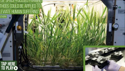  ??  ?? Below: A dwarf wheat variety was one of the first test crops grown in the Advanced Plant Habitat aboard the Internatio­nal Space Station
Below inset: Before their launch to the ISS, seeds are planted into special plant pillows for the Veggie system