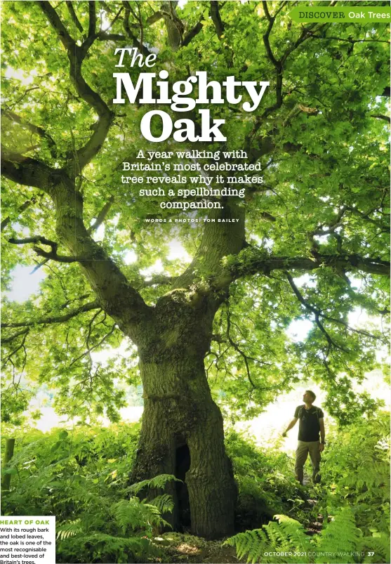  ??  ?? HEART OF OAK With its rough bark and lobed leaves, the oak is one of the most recognisab­le and best-loved of Britain’s trees.