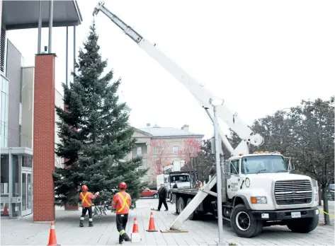 ?? LAURA BARTON/ WELLAND TRIBUNE ?? With the help of Bruce Chambers of Chambers Crane Rental manning the crane, City of Welland employees guide a 10- metre- tall tree donated by Welland resident Erik Krah into place for the holiday season at Welland Civic Square.