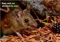  ??  ?? Barn owls are attracted by mice