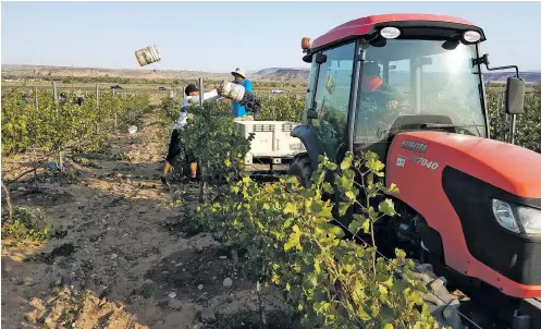  ?? PHOTOS COURTESY JOSEPH BRONK/SANTA ANA PUEBLO ?? Workers harvest wine grapes, top, at Santa Ana Pueblo in August. The pueblo has a partnershi­p to grow grapes for New Mexico’s Gruet Winery. This summer’s harvest was the fourth crop since the pueblo first planted grapes for Gruet Winery in 2014.