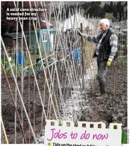  ??  ?? A solid cane structure is needed for my heavy bean crop