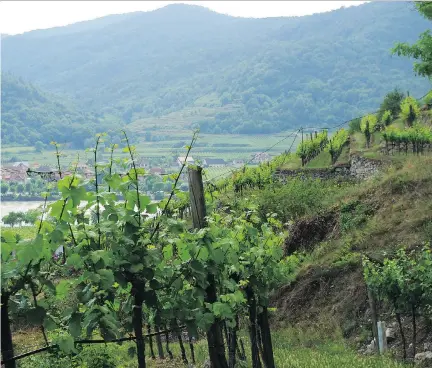  ?? BILL ZACHARKIW ?? Austria is one of the “big three” riesling producers in the world yet the grape has been overshadow­ed by grüner veltliner.