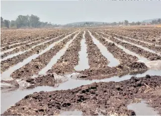  ??  ?? MARTIN MARTÍNEZ/EL SOL DE IRAPUATO
Ciclo primavera-verano se proyecta sembrar más de 1 millón de hectáreas de maíz