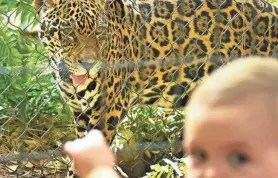  ?? TIM SHORTT/FLORIDA TODAY ?? Masaya the jaguar watches Brevard Zoo visitor Charlie Swift. The zoo’s opening 30 years ago owed much to efforts by local volunteers.