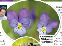  ??  ?? CHARMER: Wild pansy Heartsease