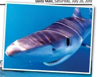 ??  ?? Hello, it’s nice to eat you: Snorkeler Will Hood with an inquisitiv­e blue shark