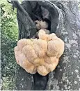  ??  ?? The fungi in the New Forest before the theft