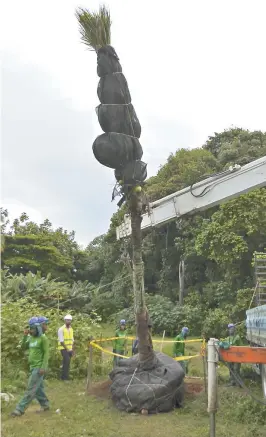  ??  ?? Transplant­io pioneiro em Salvador foi feito no Parque da Cidade