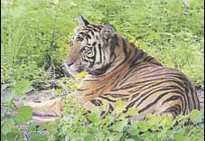  ?? HT PHOTO ?? Sundari was relocated to the reserve under the country’s first interstate translocat­ion drive to boost the tiger population.