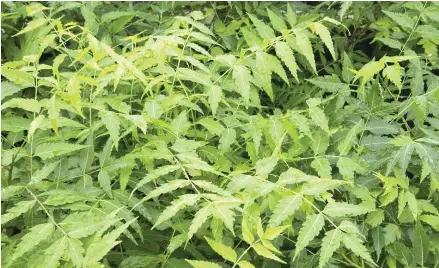 Expert explains how farmers can preserve grains using `Dogo yaro ...