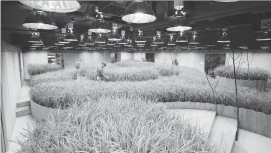  ?? PHOTOS: NACASA AND PARTNERS ?? Pasona 02 in Tokyo is the Japanese capital’s first undergroun­d community farm. Here employees inspect the rice field room of the groundbrea­king facility.