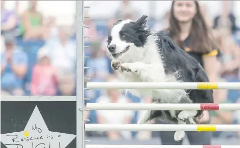  ?? MICHAEL BELL ?? Kye launches over a high jump bar on Friday during Canine Stars Stunt Dog Show held at the Queen City Ex.