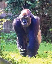  ?? SMITHSONIA­N NATIONAL ZOO ?? Kojo, a 19-year-old western lowland gorilla from the Smithsonia­n National Zoo, is the newest resident of the ABQ BioPark Zoo.