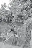  ?? IAN ALLEN/PHOTOGRAPH­ER ?? A goat braces the fence to a house in Old Harbour, St Catherine, to get to mangoes overhangin­g from a tree in the yard.
