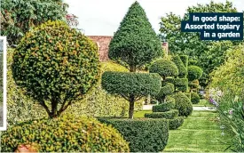  ?? ?? In good shape: Assorted topiary in a garden