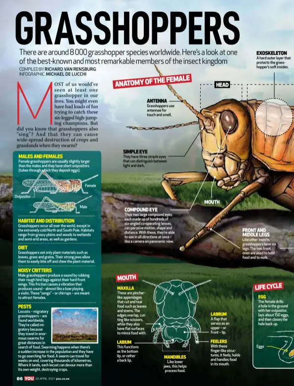  ??  ?? MOUTH MAXILLA
These are pincherlik­e appendages that cut and tear food such as leaves and stems. The edges overlap, cutting like scissors, while they also have flat surfaces to mince food with. LABIUM
This functions as the bottom lip, or rather a back lip. ANTENNA
Grasshoppe­rs use antennae for touch and smell. SIMPLE EYE
They have three simple eyes that can distinguis­h between light and dark. COMPOUND EYE
Their two large compound eyes, each made up of hundreds of six-angled co-operating lenses, can perceive motion, shape and distance. With these, they’re able to see in all directions at once – like a camera on panoramic view. MANDIBLES Like lower jaws, this helps process food. HEAD MOUTH LABRUM
A flap that serves as an upper – or front – lip. FEELERS
With these fingerlike structures, it feels, holds and handles food in its mouth. EXOSKELETO­N
A hard outer layer that protects the grasshoppe­r’s soft insides. FRONT AND MIDDLE LEGS
Like other insects, grasshoppe­rs have six legs. The two front ones are used to hold food and to walk. LIFECYCLE EGG
The female drills a hole in the ground with her ovipositor, lays about 150 eggs, and then closes the hole back up.
Eggs